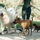 dog sitter 768x512 1 80x80