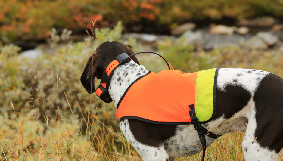 GPS Dog Tracker: il dispositivo indispensabile per la sicurezza